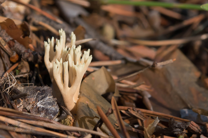 ramaria_02.jpg