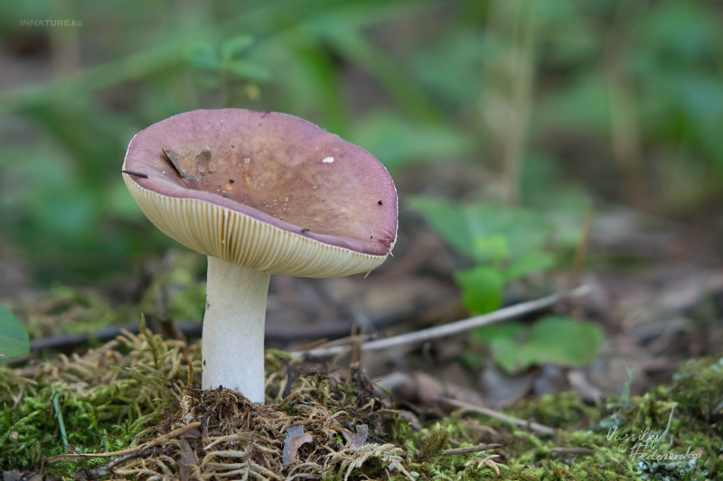 russula_04_9.jpg