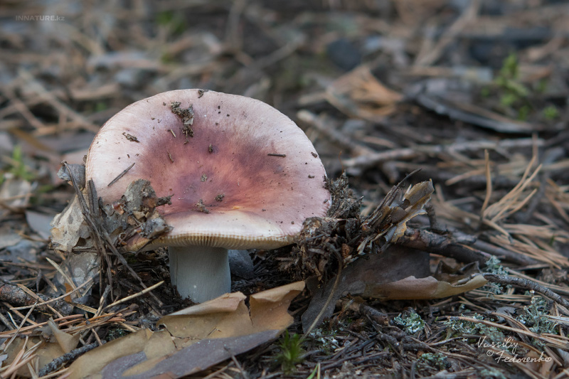 russula_05_9.jpg