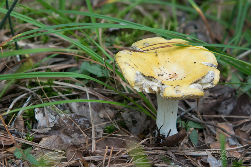 russula_06_8.jpg