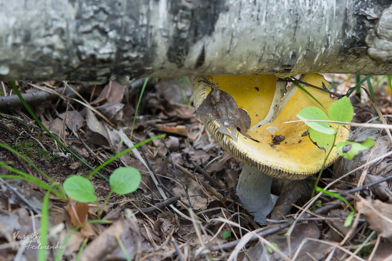 russula_07_8.jpg