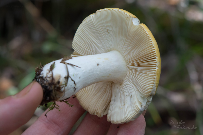 russula_08_7.jpg