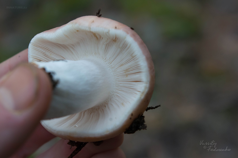 russula_08_8.jpg