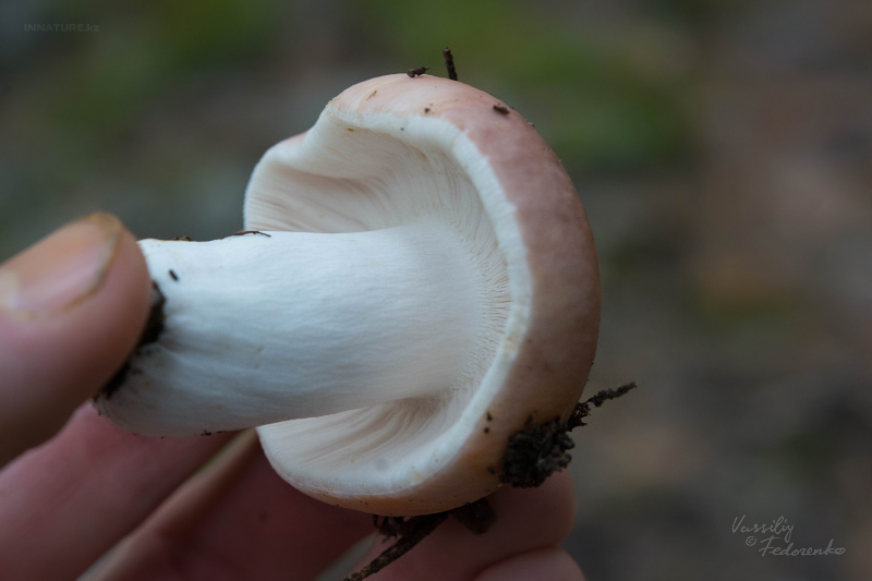 russula_09_7.jpg