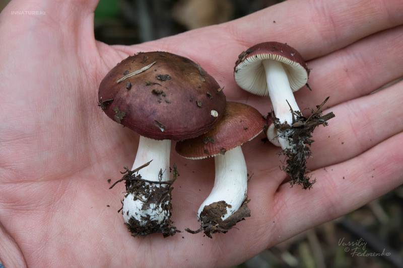 russula_10_5.jpg