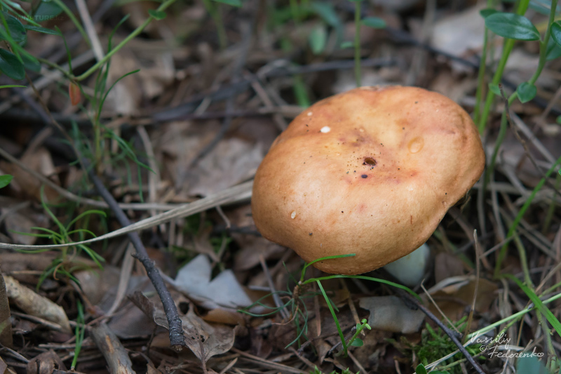 russula_12_2.jpg