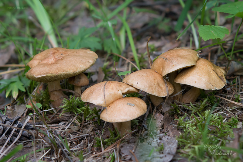 suillus-bovinus_01_1.jpg