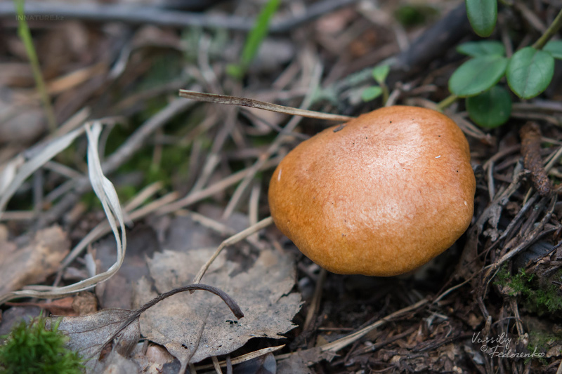 suillus-bovinus_01_2.jpg