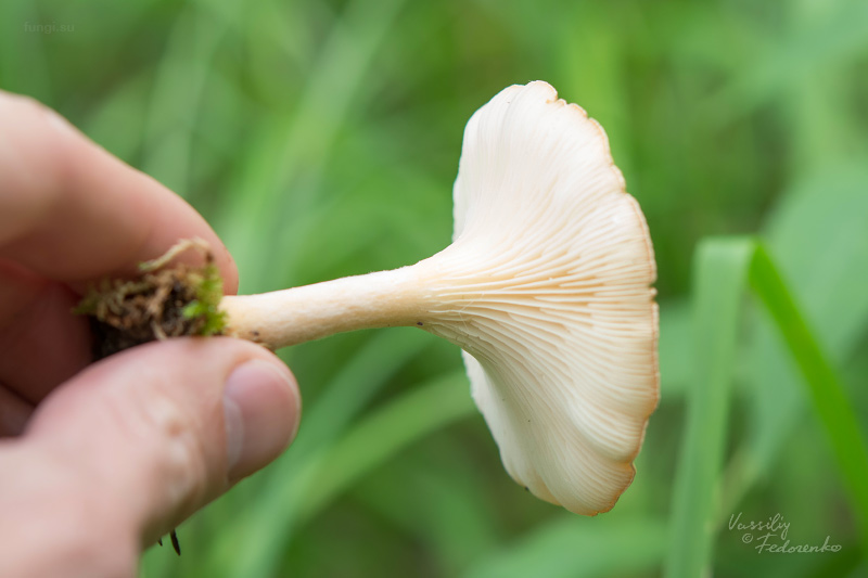 clitocybe_02.jpg