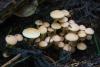 hypholoma-fasciculare_01_t1.jpg