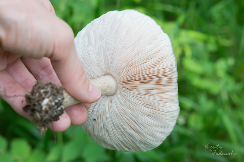 pluteus_03_1.jpg