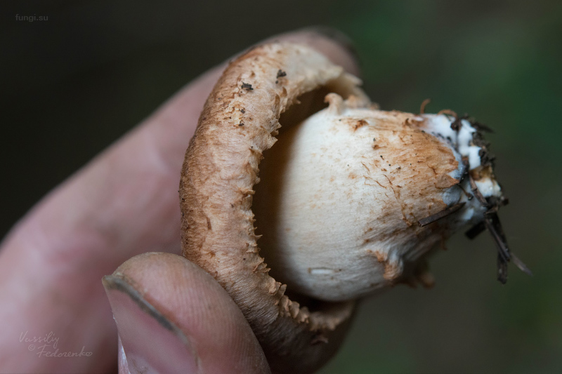 tricholoma_03.jpg