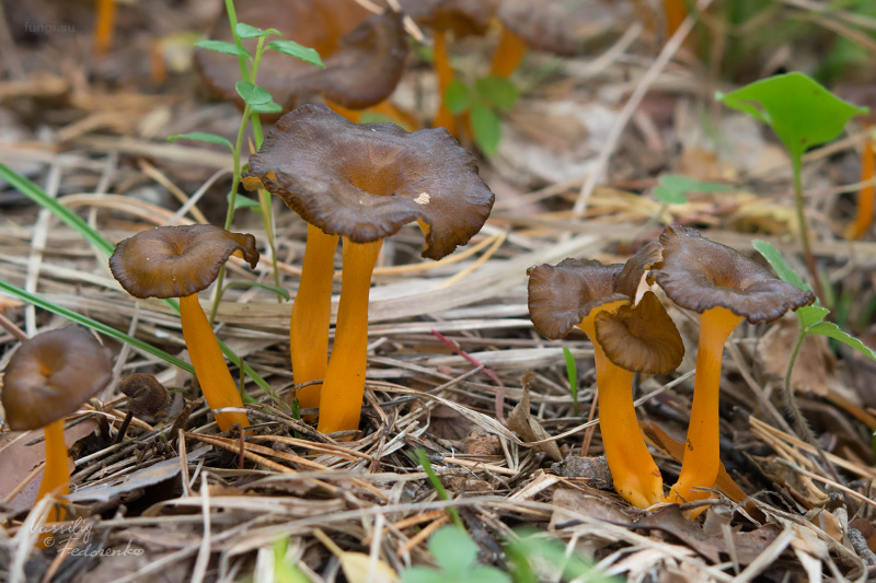 cantharellus-lutescens_03.jpg