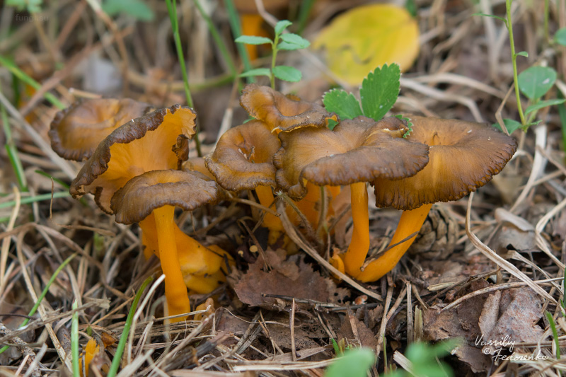 cantharellus-lutescens_04.jpg
