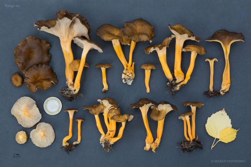 cantharellus-lutescens_05.jpg