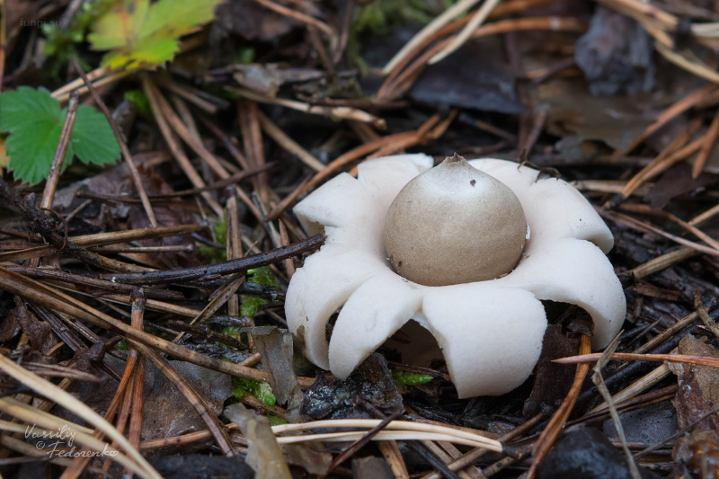 geastrum_01.jpg