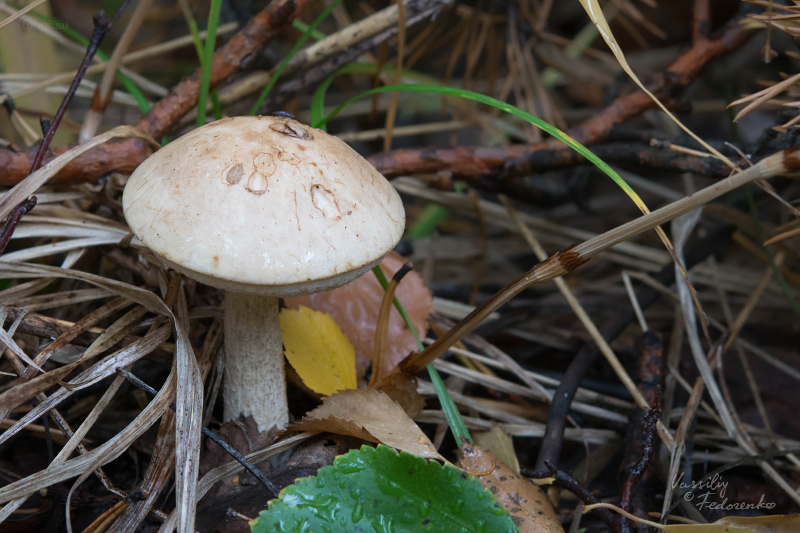 leccinum-holopus_01_1.jpg