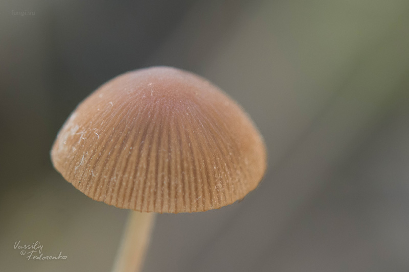 psathyrella_04.jpg