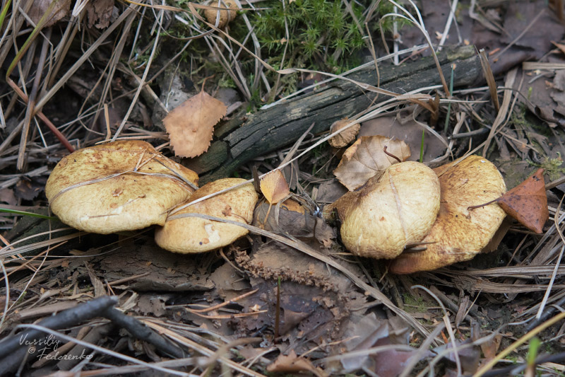 suillus-flavidus_01.jpg