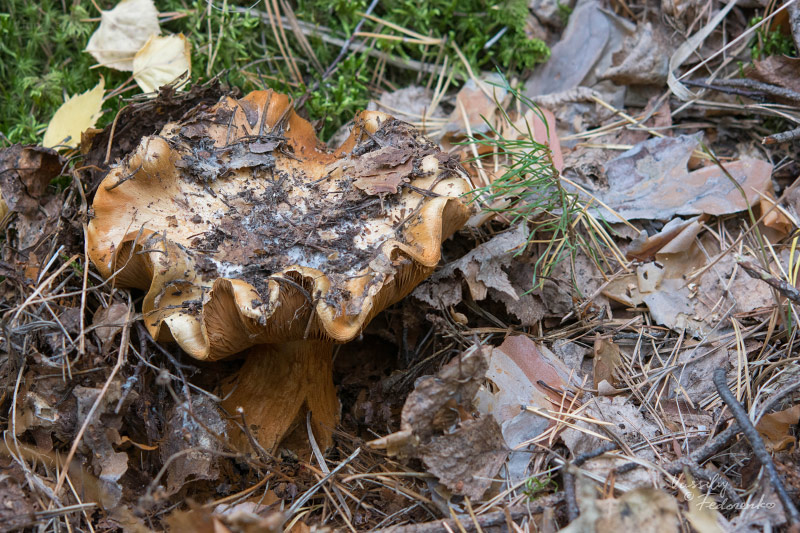 cortinarius_05_1.jpg