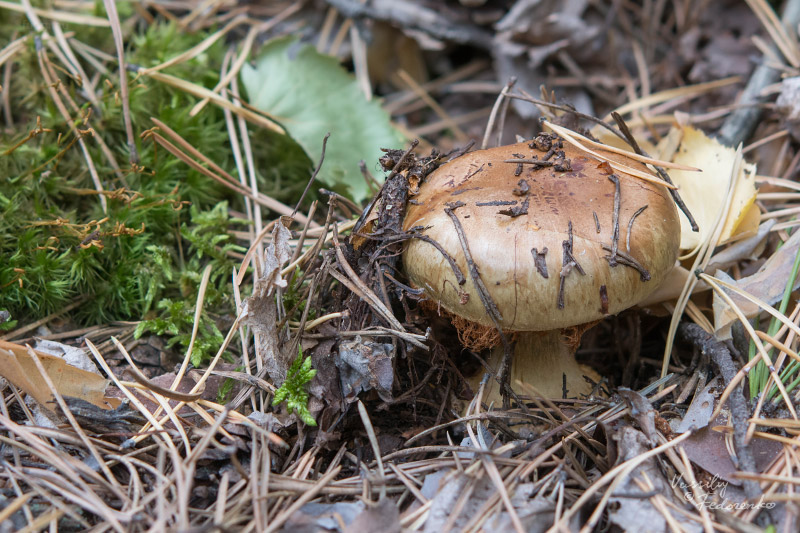 cortinarius_06_1.jpg