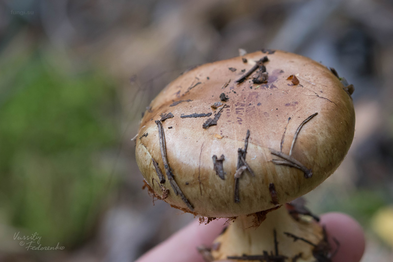 cortinarius_07_1.jpg