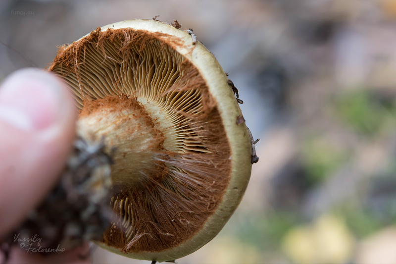 cortinarius_08_1.jpg