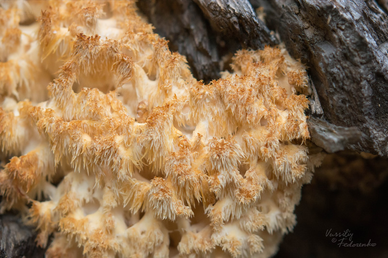 hericium_02.jpg