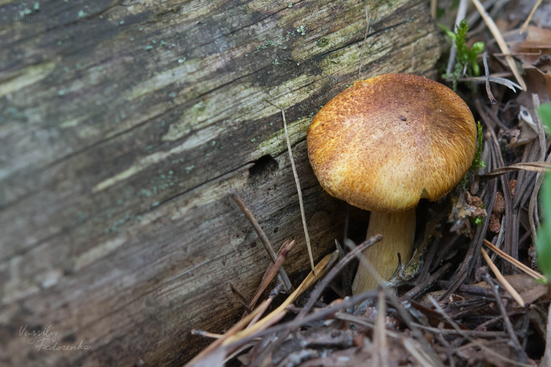 tricholomopsis_01.jpg