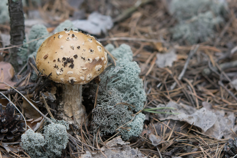 amanita-pantherina_01.jpg