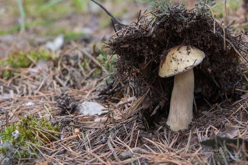 boletus-edulus-betulicola_02.jpg