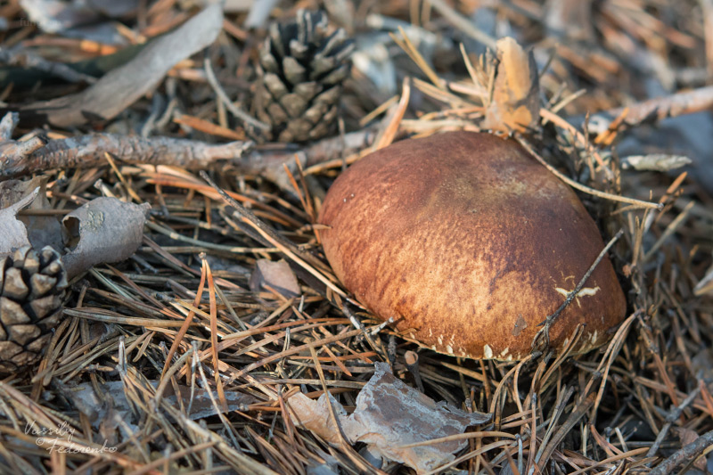 boletus-pinophilus_01_2.jpg