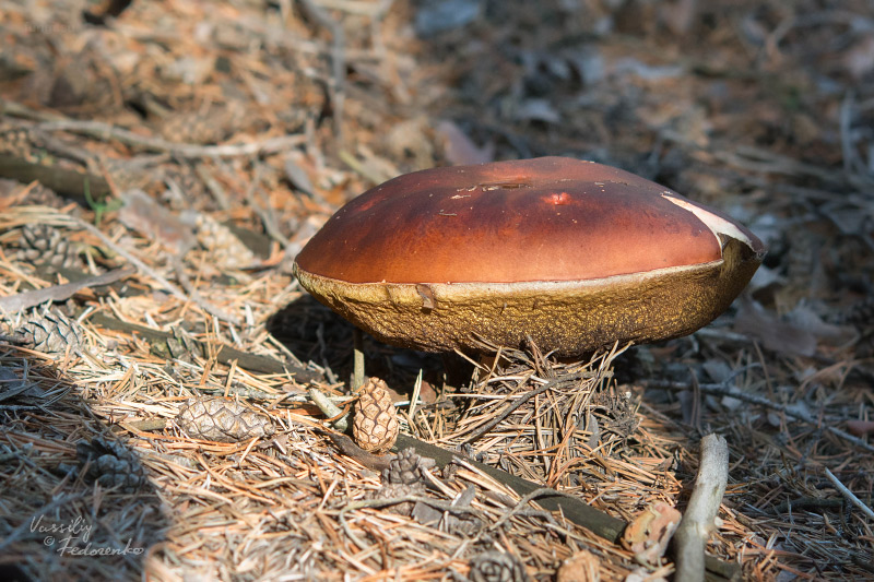 boletus-pinophilus_02_1.jpg