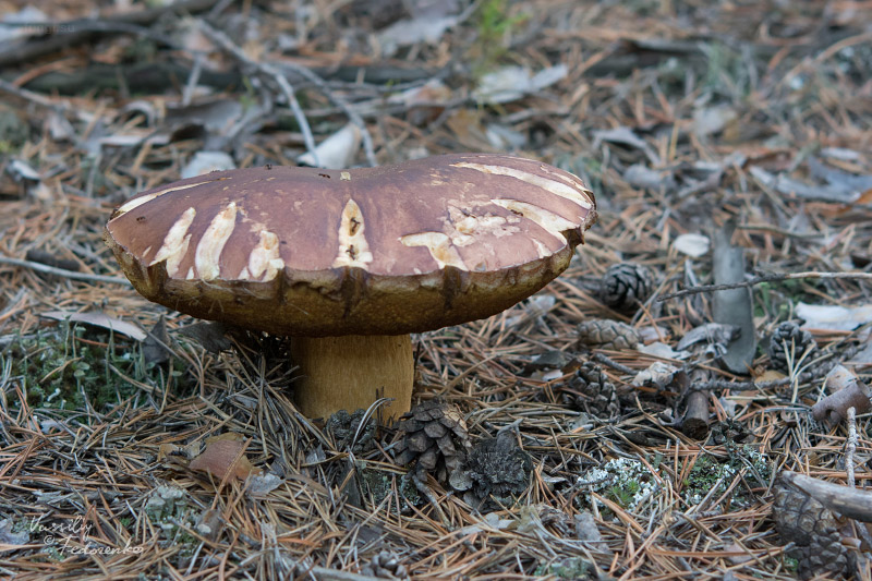 boletus-pinophilus_03_1.jpg