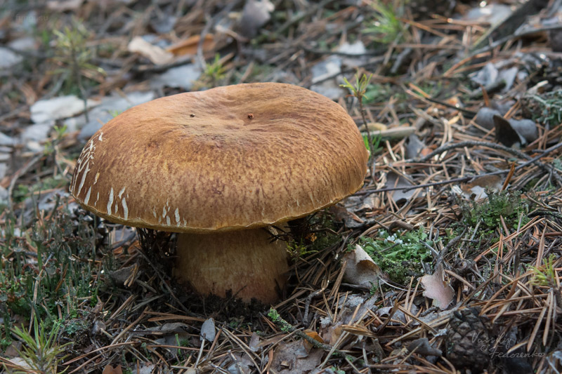 boletus-pinophilus_07.jpg