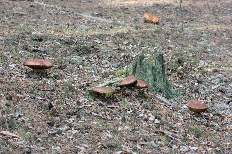 boletus-pinophilus_08.jpg