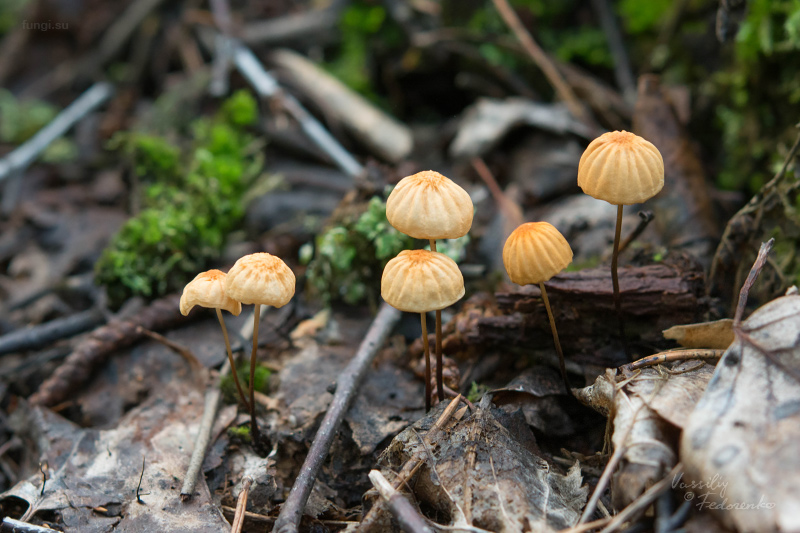 marasmius-siccus_01.jpg