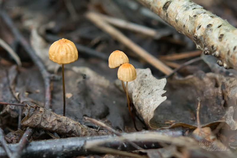 marasmius-siccus_02.jpg