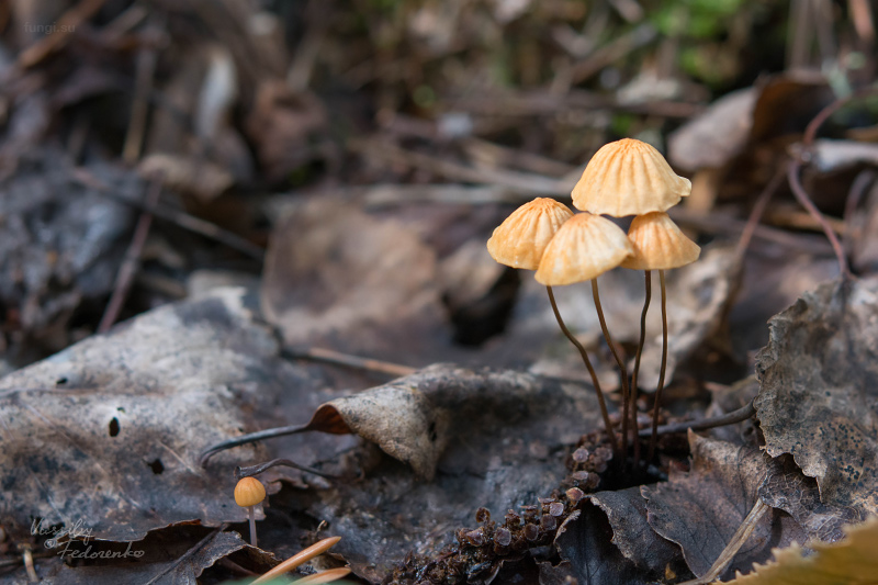 marasmius-siccus_03.jpg