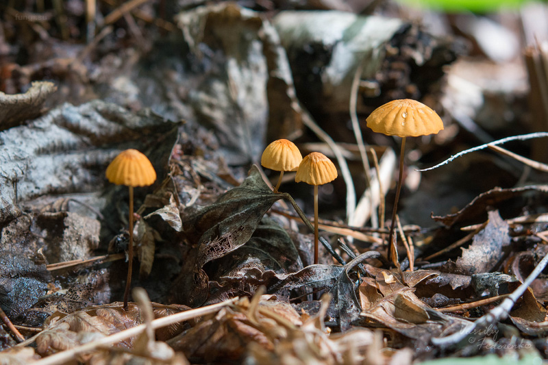 marasmius-siccus_04.jpg