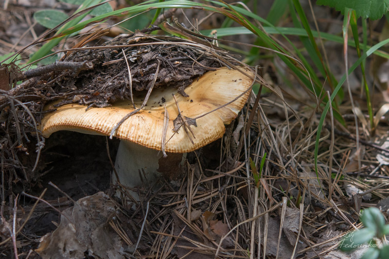 russula_subfoetens_01.jpg