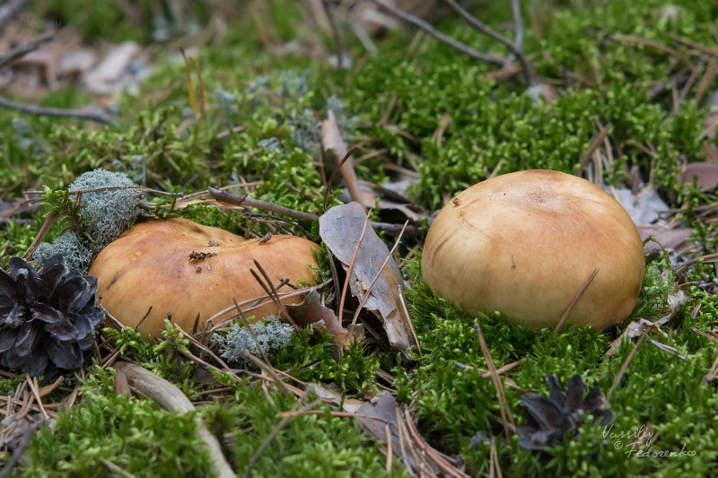 russula_subfoetens_05.jpg