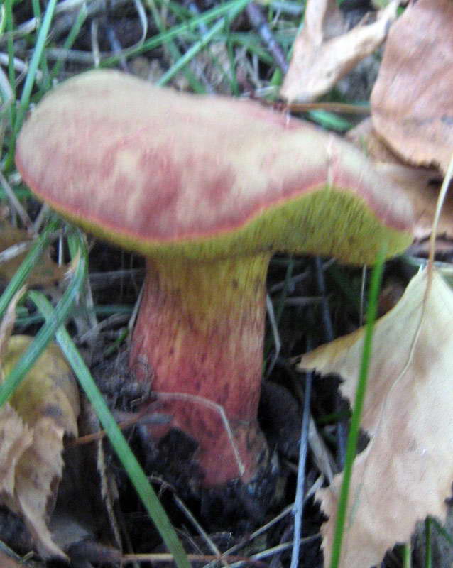 fungi.su/images/photoalbum/album_2/28-29.09.2009-024.jpg