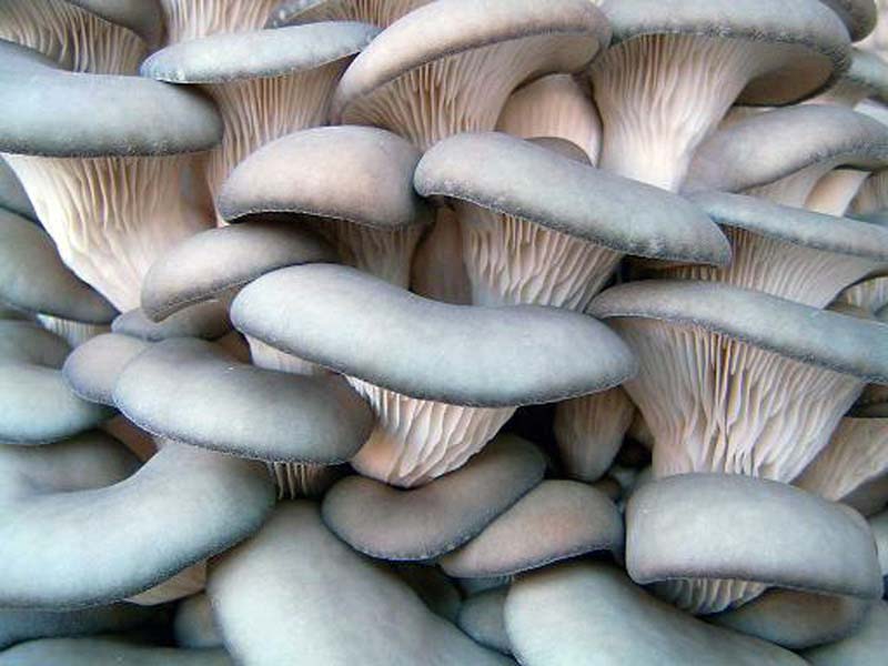 Выращивание грибов вешенки в домашних условиях