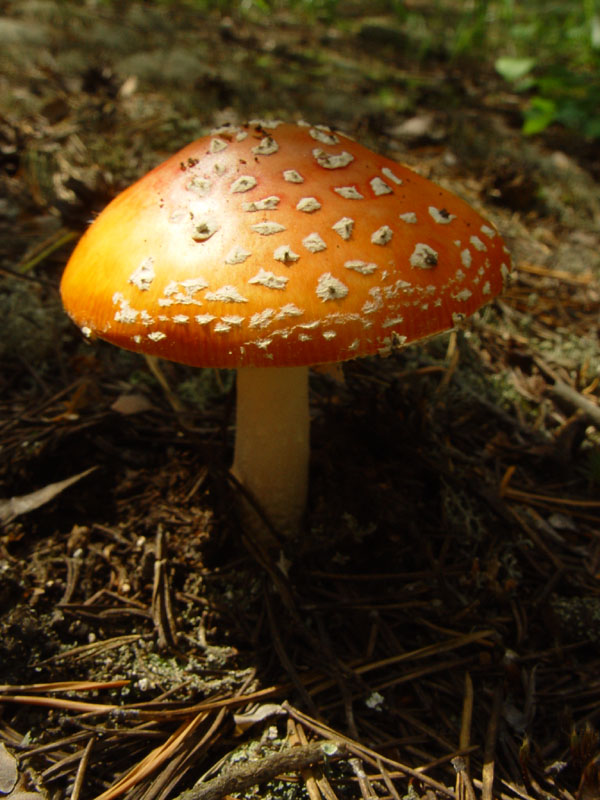 fungi.su/images/photoalbum/album_37/dsc01485a.jpg