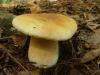 Белый гриб березовый