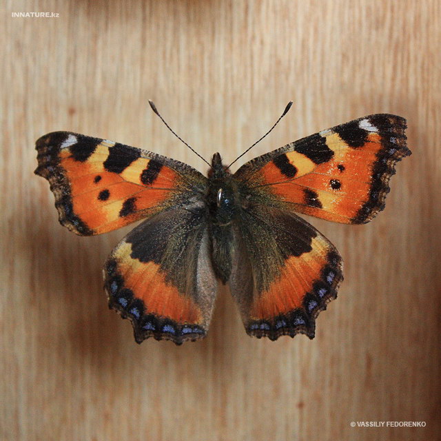 aglais_urticae_01.jpg