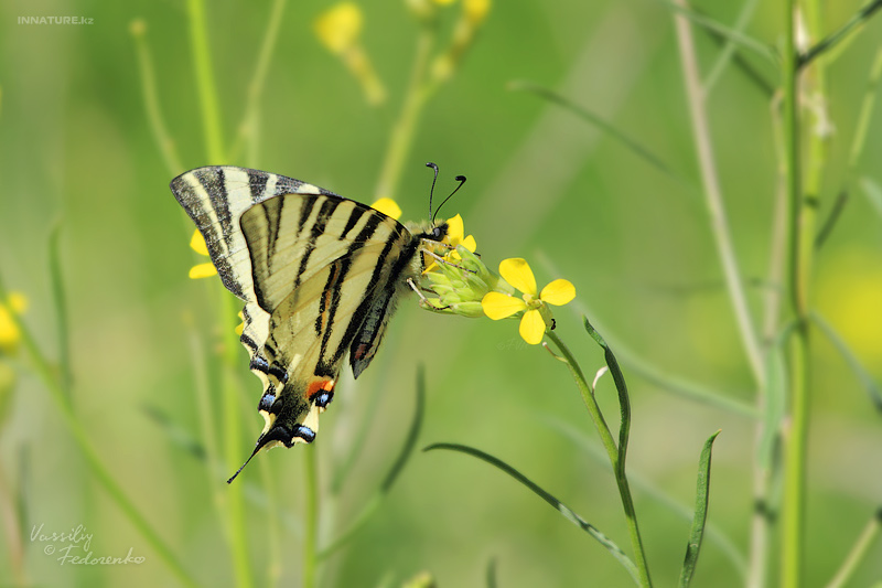 iphiclides-podalirius_02_1.jpg