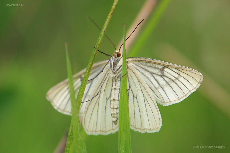 lepidopteria_02_2.jpg