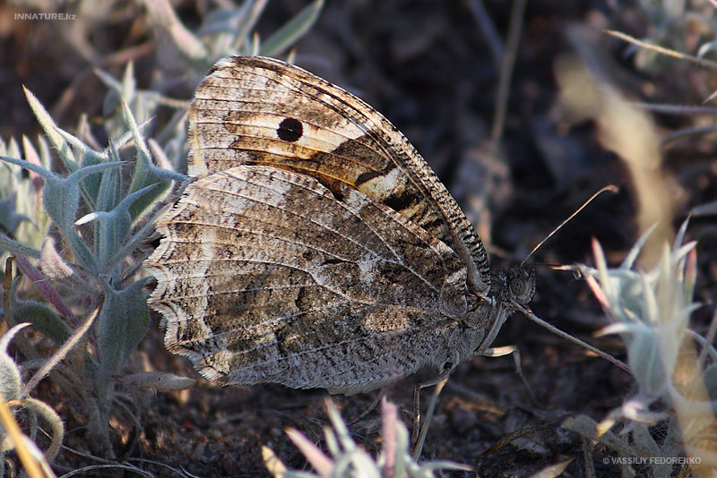 lepidopteria_05_1.jpg